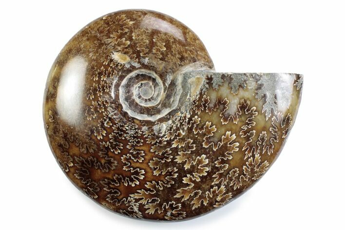 Polished Ammonite (Cleoniceras) Fossil - Madagascar #365041